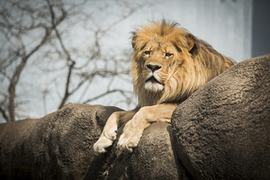 A lion lounges at the Rosamond Gifford Zoo. The zoo houses more than 700 animals including elephants, monkeys and penguins.