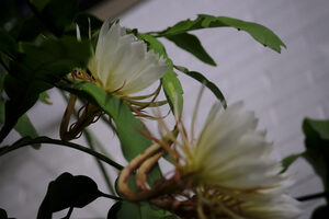 The cactus, which has been in the university's possession since 2013, has a tentative schedule of blossoming.