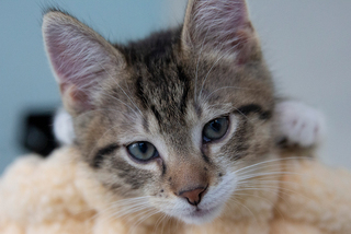 A kitten named Meatball perches on a cat tree.